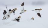 Snow Buntings  --  Plectrophane Des Neiges