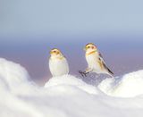 Snow Buntings  --  Plectrophane Des Neiges