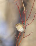 Pine Siskin  --  Tarin Des Pins