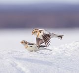 Snow Buntings  --  Plectrophane Des Neiges