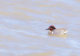 Green - Winged Teal  --  Sarcelle DHiver 