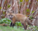 Red Fox (PUP)  --  Renard Roux (RENARDEAUX)