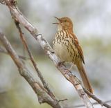 Brown Thrasher  --  Moqueur Roux