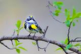 Yellow-Rumped Warbler  --  Paruline A Croupion Jaune