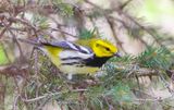 Black-Throated Green Warbler  --  Paruline A Gorge Noire