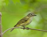 Blue - Headed Vireo  --  Vireo A Tete Bleue