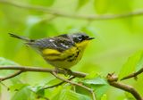 Magnolia Warbler  --  Paruline A Tete Cendree