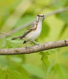 ChestNut - Sided Warbler  --  Paruline A Flancs Marron