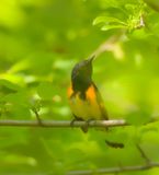 American RedStart  --  Paruline Flamboyante