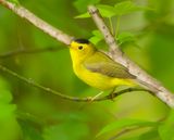 Wilsons Warbler  --  Paruline A Calotte Noire