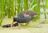 Common MoorHen and (CHICKS)  --  Gallinule Poule-DEau avec (POUSSINS)