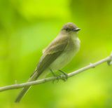 Eastern Phoebe  --  Moucherolle Phebi