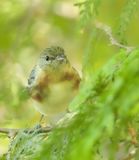 Bay-Breasted Warbler  --  Paruline A Poitrine Baie