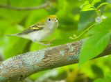 ChestNut- Sided Warbler  --  Paruline A Flancs Marron