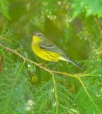 Magnolia Warbler  --  Paruline A Tete Cendree