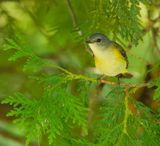 American RedStart  --  Paruline Flamboyante