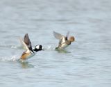 Hooded MerGansers  --  Harle Couronnes