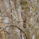 Coopers Hawk  --  Epervier De Cooper