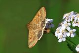 Dustywing Skipper