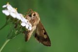 Dustywing Skipper  