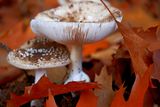 Mushrooms in the Forest
