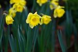 January Daffodils
