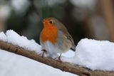Cold Robin in the Snow