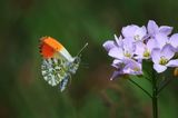 Incoming Orange Tip Male