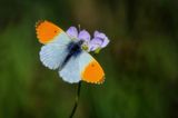 Orange Tip Male