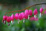 Hearts on May Day