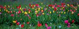 Tulip Pano