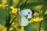 Cabbage White in the Canola Field 