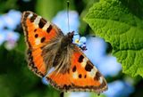 Small Tortoiseshell 