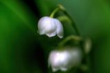 Macro Lily of the Valley