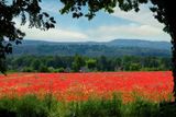Poppy Field 