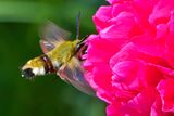 Narrow-bordered Bee Hawk-moth