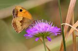 Meadow Brown  