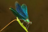 Beautiful Demoiselle (Male)