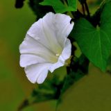 Morning Glory at the Duck Pond