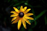 Sunny Side Up