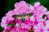Hummingbird hawk-moth on Pflox 