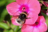 Bumble Bee and Phlox