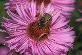 Bees are Always Welcome