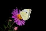 Still some Food for Butterflies and Bees