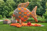 Pumkin Art - Nemo the Fish 
