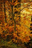 Todays colors 