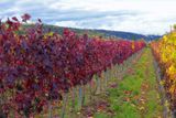 November in the Vineyards