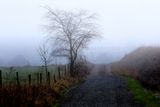 November Fog