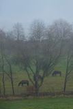 Island Horses in the Fog