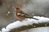 Common Chaffinch 